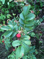 Rosa rugosa