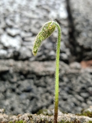Mickelopteris cordata
