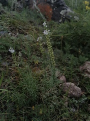 Veronica pinnata