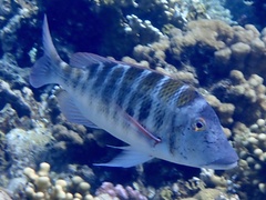 Lethrinus mahsena