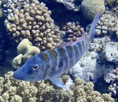 Lethrinus mahsena
