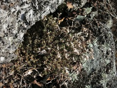 Paronychia argyrocoma