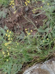 Bupleurum bicaule