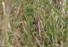 Lagonosticta rubricata