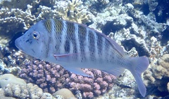 Lethrinus mahsena