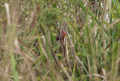 Lagonosticta rubricata