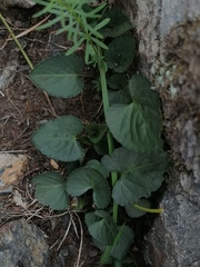 Viola rupestris