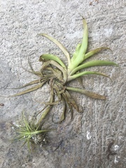 Guzmania monostachia