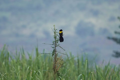 Euplectes macroura macroura