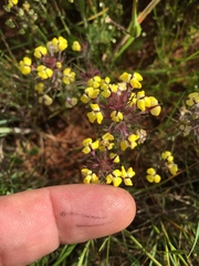 Pedicularideae