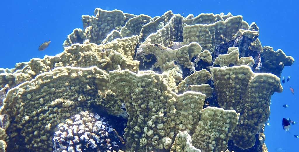 Sheet fire coral