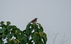 Cercotrichas hartlaubi