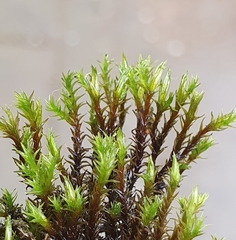 Racomitrium aquaticum