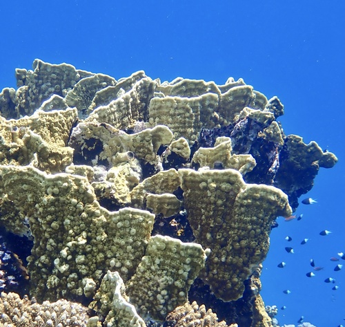 Sheet fire coral