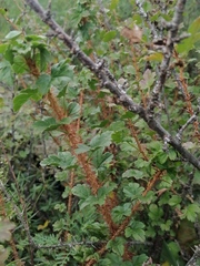 Ribes aciculare