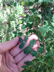 Berberis swaseyi