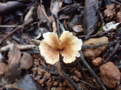 Fungi