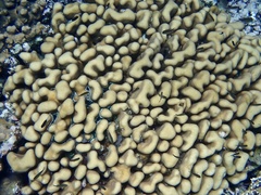 Goniastrea stelligera