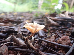 Fungi