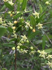 Metastelma lanceolatum