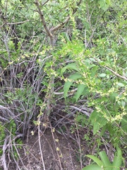 Metastelma lanceolatum