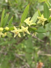 Metastelma lanceolatum