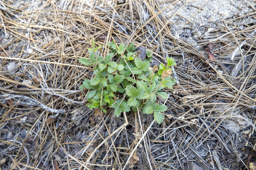 Sierran Woodbeauty foliage