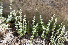 Galium parishii