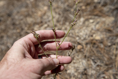 Cordylanthus nevinii