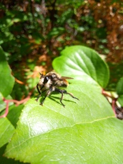 Laphria fernaldi