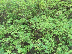 Lonicera xylosteum