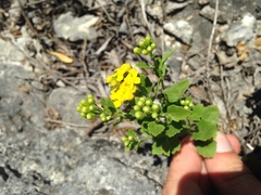 Perityle lindheimeri