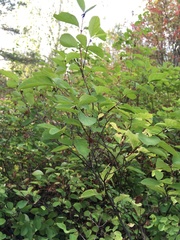 Lonicera xylosteum