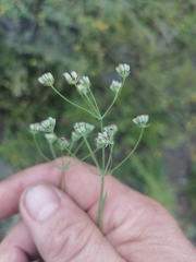 Bupleurum bicaule