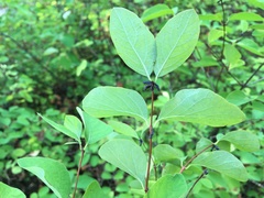 Lonicera xylosteum