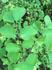 Lonicera xylosteum
