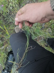 Bupleurum bicaule