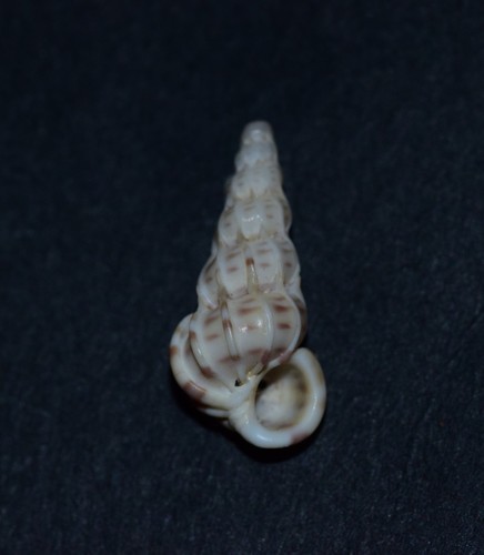 Common Wentletrap