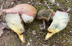 Boletus patrioticus