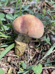 Boletus patrioticus