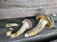 Boletus patrioticus