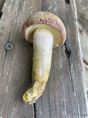 Boletus patrioticus