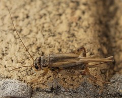 Eumodicogryllus bordigalensis