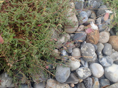 Silene uniflora uniflora