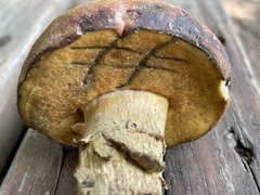 Boletus patrioticus