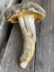 Boletus patrioticus