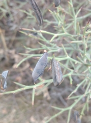 Calicotome spinosa