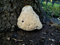 Ganoderma polychromum