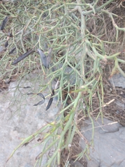 Calicotome spinosa