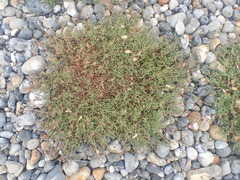 Silene uniflora uniflora